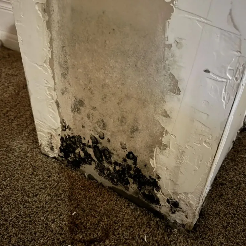Professional Mold Removal in Round Lake Park, IL